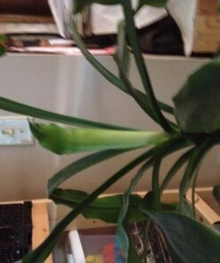 Humboldts Secret Golden Tree: Best Plant Food for Plants & Trees - All-in-One Concentrated Additive - Vegetables, Flowers, Fruits, Lawns, Roses, Tomatoes & More (8 Ounce) 8 Ounce 25 71suLBbZ1yL