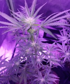 Fox Farm Liquid Plant Fertilizer: Big Bloom, Grow Big, Tiger Bloom (Pack of 3-16 oz. Bottles) 1 Pint Each + Twin Canaries Chart & Pipette 33 71sujQl0WcL