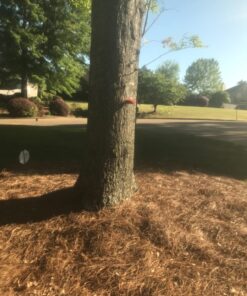 Perky-Pet 65 Hanging Chain for Bird Feeder, 33-Inch 17 71swnyFietL