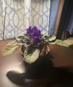 Maxicrop Liquid Seaweed (Kelp Extract, 32 Oz 24 71sx8TTQIL