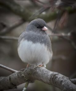 Nikon D500 DX-Format Digital SLR (Body Only), Base 72 71sxvJUmwbL