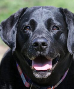 Amazon Basics Circular Polarizer Camera Lens Filter - 67 mm 67 71t0FNJRXQL