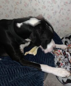 PET MAGASIN Rawhide Alternative Natural Jumbo Cow Ears 12-Pack Dog Treats Super Chew Long-Lasting, Made in Registered Facility 44 71t1TWfzbuL