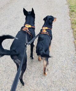 Leashboss Extra Long Double Dog Leash Coupler for Large Dogs - 16-28 Inches - Adjustable 1 Inch Heavy Duty Nylon Leash Splitter for Large Dogs (1 Inch Wide x 16-28 Inches, Black) 16-28 Inch 24 71t4OrzEaDL