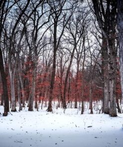 Stunning Digital Photography 36 71t53irN2mL