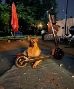 Slime 20088 Valve Tool, 4-Way, Plus Valve Cores for All Types of Tire 4-way Valve Tool 26 71t63qWh1L