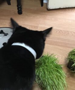 Hartz UltraGuard Plus Water Resistant 7 Month Protection Breakaway Flea & Tick Collar for Cats (3270094268) 29 71t7J9SUK7L