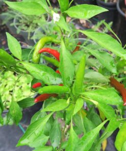 Heirloom Seeds for Planting Vegetables and Fruits - Survival Essentials 135 Variety Seed Vault - Medicinal Herb Seeds - Grow Healthy Non-GMO Food 49 71t9Mdx06XL