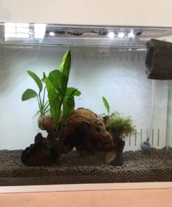 Aqueon Aquarium Algae Cleaning Magnets Glass/Acrylic, Small, Black 41 71tADCH2mXL