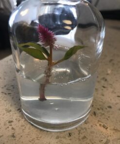 BLOOMIFY Celosia Flower Terrarium, Zero Care, Cockscomb, 4" Jar 32 71tB4r9iklL