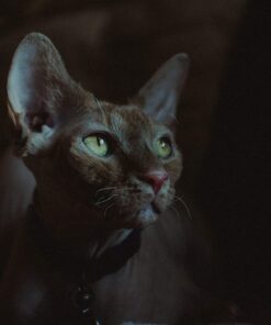 Nikon AF-S NIKKOR 35mm f/1.8G ED Fixed Zoom Lens with Auto Focus for Nikon DSLR Cameras Lens Only Standard Packaging 45 71tC0cs4pOL