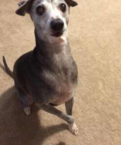 Purina Pro Plan Senior Dog Food With Probiotics for Dogs, Bright Mind 7+ Chicken & Rice Formula - 16 lb. Bag 16.00 Pound (Pack of 1) 35 71tC2fUO7RL