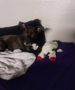 Multipet Plush Dog Toy, Lambchop, 10", White/Tan, Small 10" 29 71tDmt6znAL