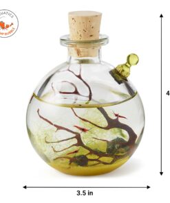 Shrimp Bubble Glass Self-Sustaining Ecosystem Amber 25 71tGKP1kN6L