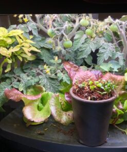 AeroGarden Classic 6 with Gourmet Herb Seed Pod Kit 45 71tI7fXcCaL