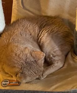 K&H Pet Products Heated Thermo-Kitty Mat, Indoor Heated Cat Bed, Pet Heat Pad for Indoor Cats and Small Dogs, Cat Heating Pad, Electric Thermal Warming Cat Bed Mat, Sage/Tan 12.5 X 25 Inches Pet Bed 49 71tIw7wq5kL