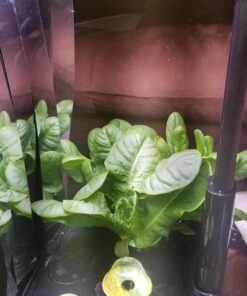 AeroGarden Mixed Romaine Lettuce Seed Pod Kit (6-pod) 6-pod 43 71tJJiBPEXL