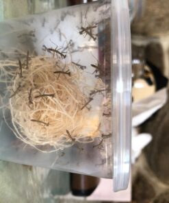 BioLogic Company, Inc. Praying Mantis Egg Cases - 2 Extra Large Cases 35 71tKK5lqUhL