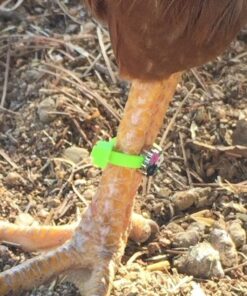 20 Chicken Charm Poultry Leg Bands - Includes Americas Favorite Super Hero's 25 71tKmBp5I6L