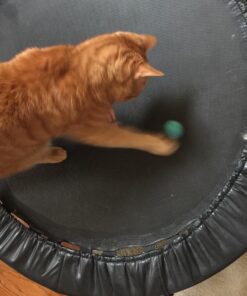 Pet Pizazz Wool Ball Cat Toy - 6PC - 100% Wool Cat Toys for Indoor Cats Interactive 22 71tN4RPnQIL