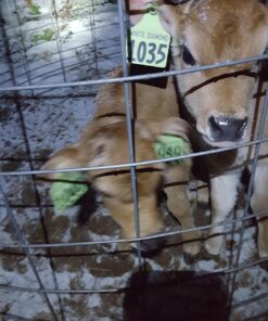 Foxelli Rechargeable Headlamp Flashlight - Super Bright LED Head Lamp for Running, Camping, Hiking & Work, Lightweight Comfortable Head Light for Adults and Kids Black 37 71tNIePwb8L