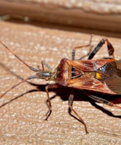 52MM 0.43x Altura Photo Professional HD Wide Angle Lens (w/Macro Portion) for Nikon D7100 D7000 D5500 D5300 D5200 D5100 D3300 D3200 D3100 D3000 DSLR Cameras 52MM 54 71tO4yeduRL