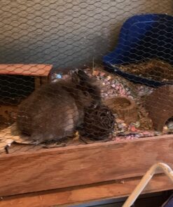 Ware Manufacturing Willow Branch Ball for Small Animals - 4-inch 1-Pack 23 71tOFL8g5XL