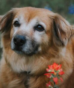 Embark Breed Identification Kit | Most Accurate Dog DNA Test | Test 350+ Dog Breeds | Breed ID Kit with Ancestry & Family Tree 63 71tON8CcZ5L