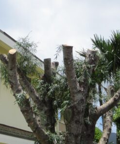 Worx 20V AXIS 2-in-1 Cordless Reciprocating Saw & Jig Saw, Orbital Cutting Reciprocating Saw, Pivoting Head Jigsaw Tool with Tool-Free Blade Change, Power Share WX550L – Battery & Charger Included 20V Battery + Charger Included 40 71tOggE0kOL