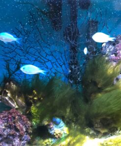 SciencePurchase 10.5" Black Fish Tank Aquarium Decoration, Sea Coral Ornament (Black, Sea Fan 10.5") 15 71tP99B9rtL