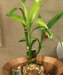 1 X Feng Shui Money Frog/Money Toad Attract Wealth 28 71tQXXLUdL