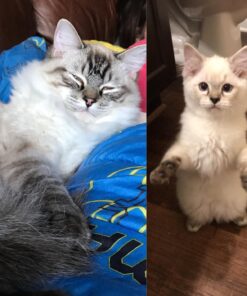 Royal Canin Indoor Adult Dry Cat Food, 15 lb bag 15 Pound (Pack of 1) 35 71tSmmq1DJL