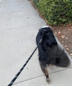 Sporn No Pull Dog Harness Large Size, Black Padded Durable Nylon Mesh Dog Harness, Breathable & Easy Dog Walking Harness for Puppy Training, Provides to All Large & Extra Large Breeds Large/XL 41 71tSp6WI7yL