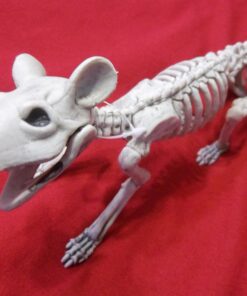Crazy Bonez Skeleton - Rat Bonez 36 71tTOk7XC9L