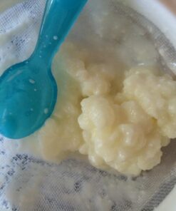Live Milk Kefir Grains - Live Probiotic Culture Mr. and Mrs. Kefir Instructions 32 71tUGCaAbL