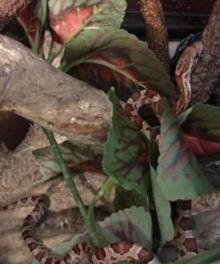 Fluker's Repta Vines for Reptiles and Amphibians Terrariums - Red Coleus 16 71tV9Ynro2L