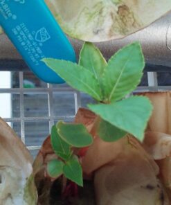 Grodan 1" x 1" Starter Plug Rockwool Hydroponic Grow Media (50 Cubes) (Тhrее Расk) (50 Cubes) (Full Size) 9 71tXe4ZdsRL