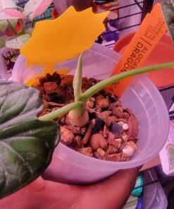 Xtreme Gardening HGC721205 Mykos Pure Mycorrhizal Inoculant Organic Root Enhancer, 2.2 lbs, Black 2.2 lbs. 24 71tYnzlndYL