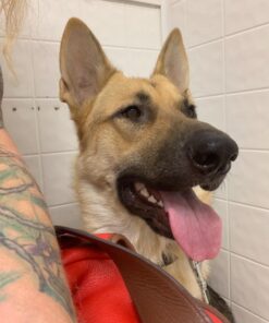 Advantage II XL Dog Vet-Recommended Flea Treatment & Prevention | Dogs Over 55 lbs. | 4-Month Supply 4-Pack 47 71tZArTzML