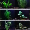 6 Plant Species Live Aquatic Plants Package - Microsorum Java Fern, Amazon, Moneywort and More! 36 71tbiB1TphL