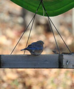 Wagner's 62012 Southern Regional Blend Wild Bird Food, 20-Pound Bag 38 71tbzkA3oZL