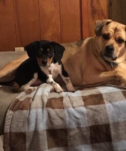 Wellness CORE Grain-Free High-Protein Dry Dog Food, Natural Ingredients, Made in USA with Real Meat, All Breeds, For Adult Dogs (Original Turkey & Chicken, 12-Pound Bag) 19 71tcN2kYL6L