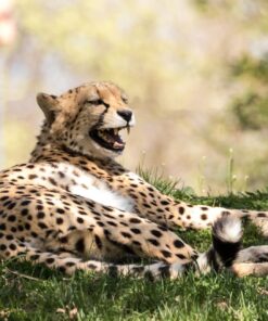 Sigma 150-600mm 5-6.3 Sports DG OS HSM Lens for Canon Canon SLR Mount US Version 112 71tdXdWi7eL