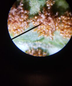 AmScope M162C-2L-PB10-WM-SP14-50P100S 40X-1000X Beginners Microscope Kit for Kids & Students w/Complete Science Accessory Kit + World of The Microscope Book 69 71tgbA1vTiL 1