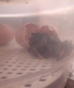 HBlife Digital Egg Incubator for Hatching 9-12 Chicken, Quail and Duck Eggs, with Fully Automatic Egg Turning and Temperature Display, Hatcher for Turkeys, Birds, Parrots and Poultry 49 71ti8zs6FVL