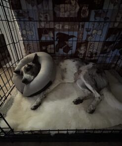 MidWest Homes for Pets Dog Crate Life Stages 36' Double Door Folding Metal Dog Crate | Divider Panel, Floor Protecting Feet, Leak-Proof Dog Pan | 35.63 in x 24.45 in x 21.93 in ,Intermediate Dog Breed 36.0"L x 23.0"W x 25.0"H Lifestages; Double Door 55 71tilBiK9HL