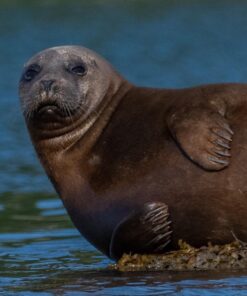 Nikon 200-500mm f/5.6E ED AF-S VR Zoom NIKKOR Lens- Bundle with 95mm Filter Kit, Flex Lens Shade, Cleaning Kit, Cap Leash, Software Package 45 71tk3zkmaWL