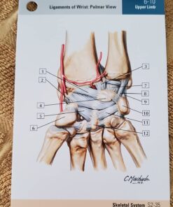 Netter's Anatomy Flash Cards (Netter Basic Science) 36 71tmX5SsqFL
