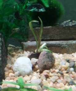 Aponogeton Ulvaceus Bulb - Aquarium Plant for Aquariums with temperatures Under 72F 39 71tmv41s57L