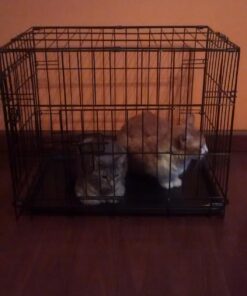 Dog Crates for Small Dogs - Dog Crate 20" Pet Cage Single-Door Best for Puppy & Kitten Pets - Wire Metal Kennel Cages with Tray - in-Door Foldable & Portable for Animal Out-Door Travel 20.0"L x 13.0"W x 16.0"H 34 71tp w2aaML 1